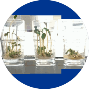 Water experiment with sunflower seeds