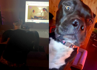 Piano-Channeling dog reaction