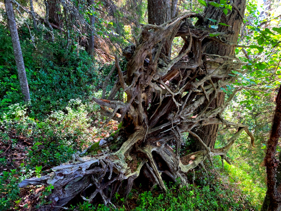 roots